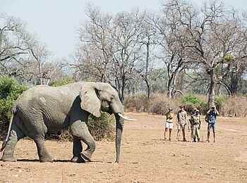 Mwamba Bush Camp: Elefant Mwamba Bush Camp: Elefant