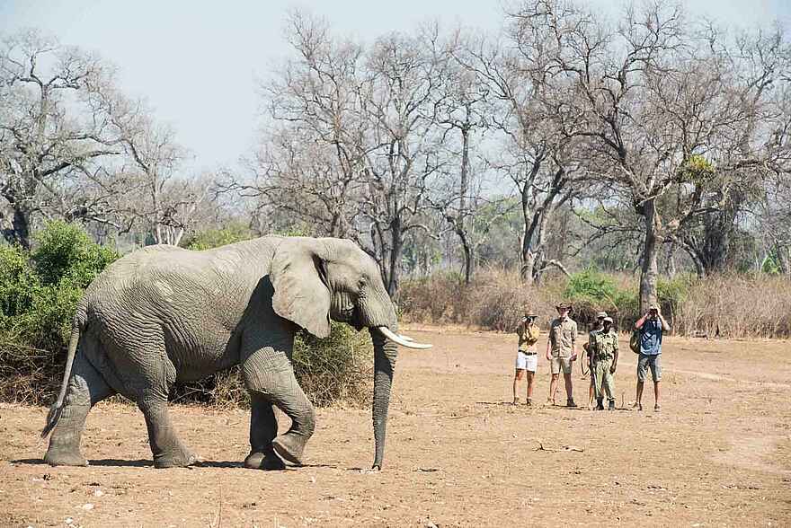 Mwamba Bush Camp: Elefant Mwamba Bush Camp: Elefant