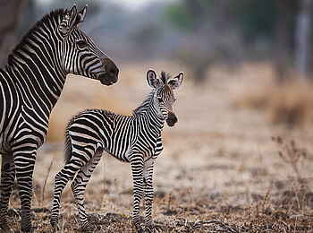 Norman Carr Safaris: Zebrafohlen