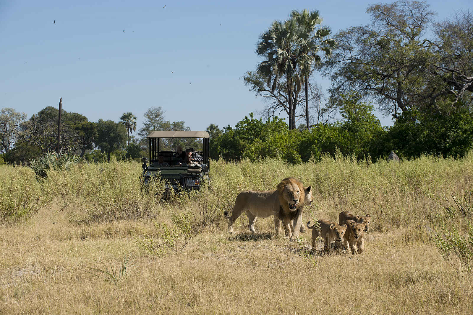 Nxabega Okavango Tented Camp: Löwenfamilie Nxabega Okavango Tented Camp: Löwenfamilie