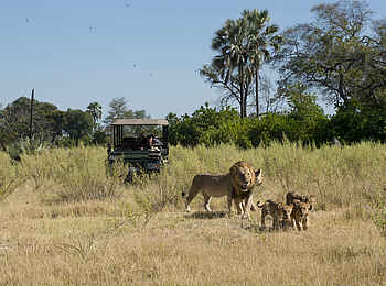 Nxabega Okavango Tented Camp: Löwenfamilie