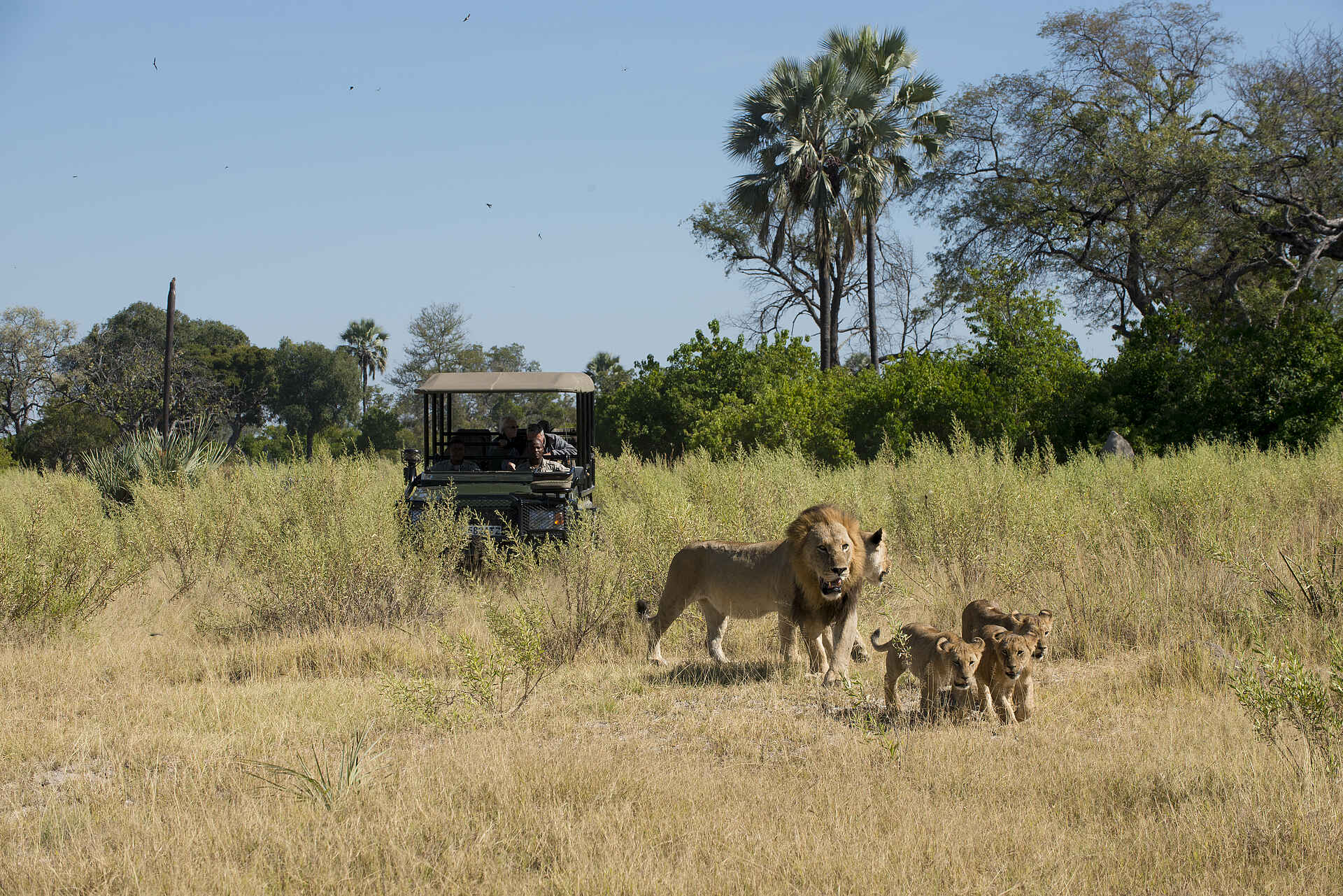 Nxabega Okavango Tented Camp: Löwenfamilie