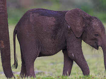 Nyanga Lodge: kleiner Elefant