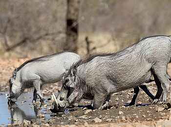 Ongava Lodge: Trinkende Warzenschweine Ongava Lodge: Trinkende Warzenschweine