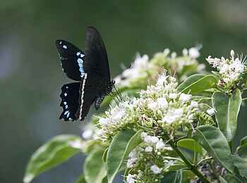 Rocktail Beach Camp: Green Banded Swallowtail