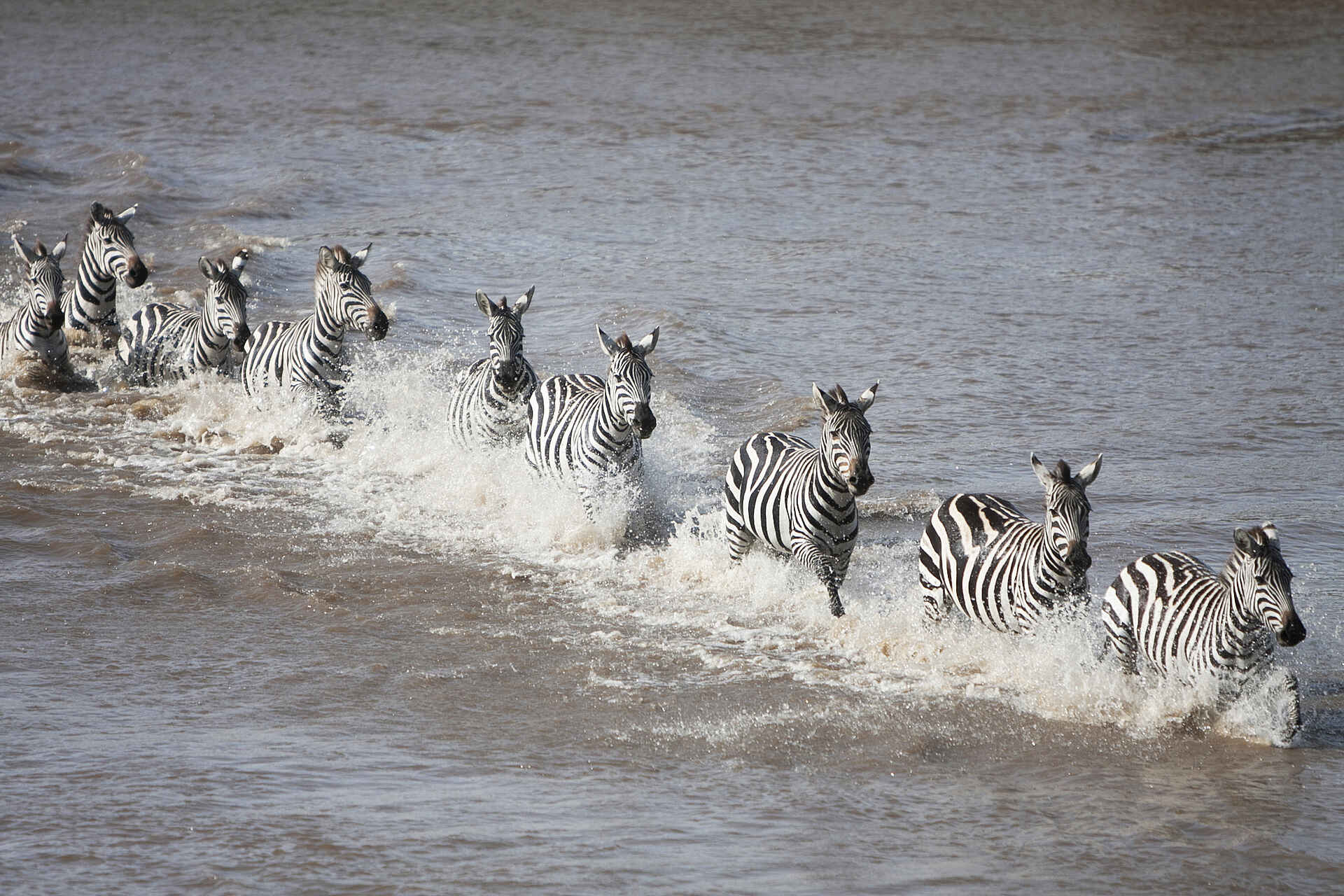 Serian Serengeti North: Zebras