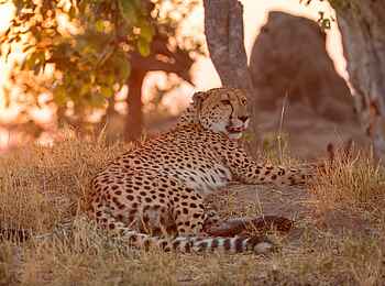 Shinde Lodge: Gepard Shinde Lodge: Gepard