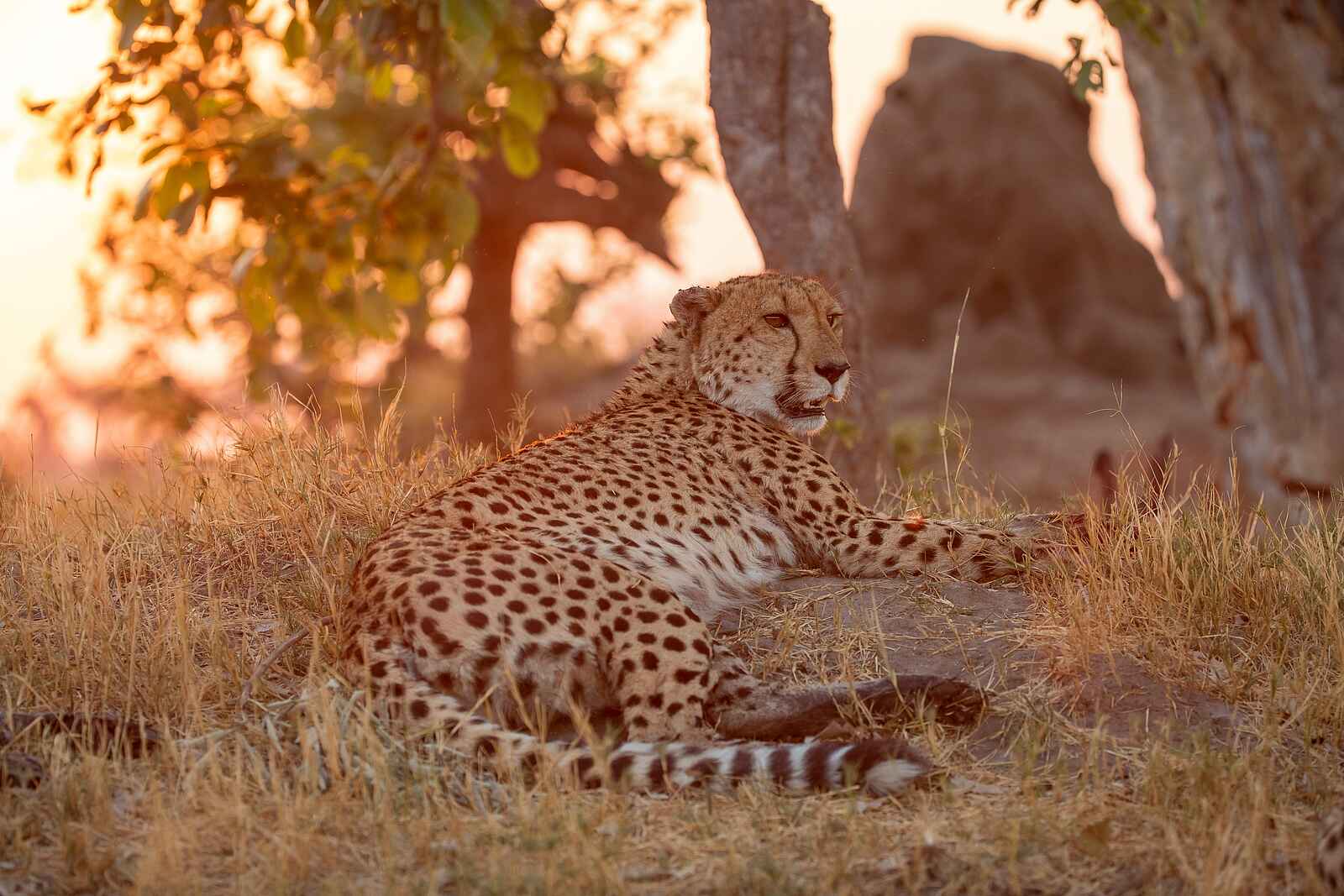 Shinde Lodge: Gepard Shinde Lodge: Gepard