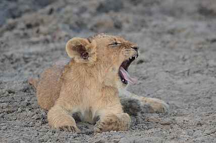 Simbavati Waterside Lodge: Ein müdes Löwenbaby