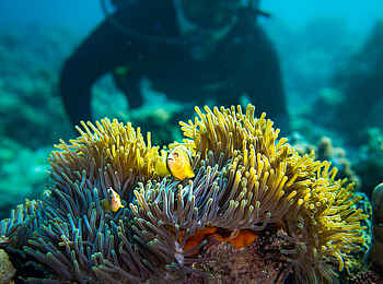 The Manta Resort: Schätze der Korallen The Manta Resort: Schätze der Korallen