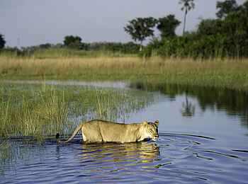 Tubu Tree: Löwin im Wasser Tubu Tree: Löwin im Wasser