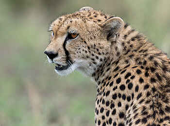 Ubuntu Migration Camp: Gepard