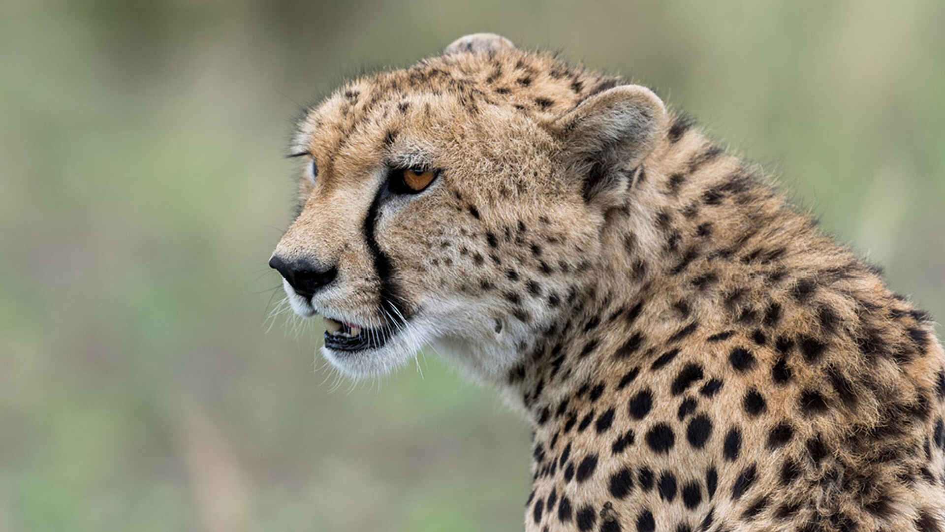 Ubuntu Migration Camp: Gepard