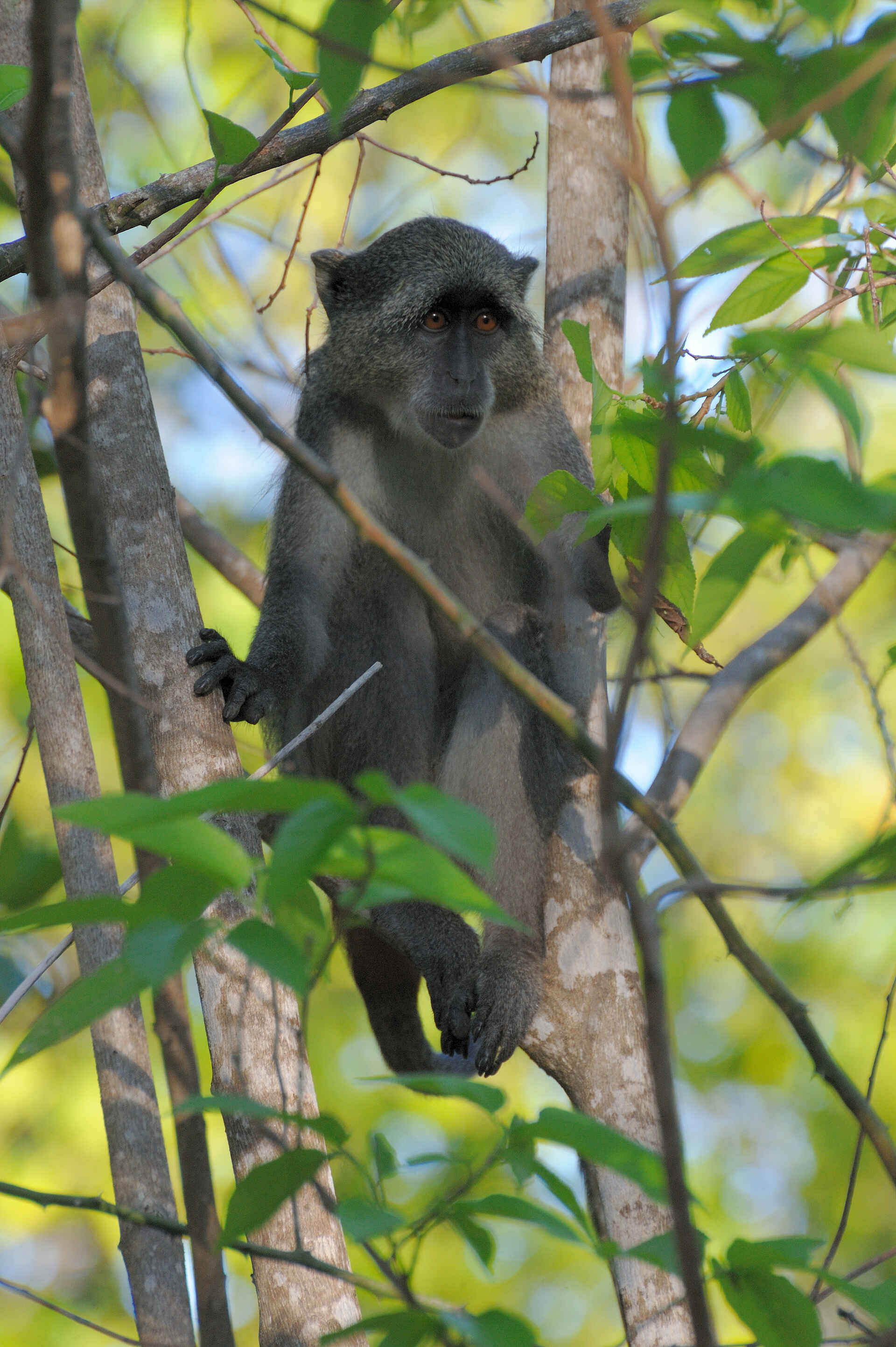 Vamizi Island: Affe im Wald