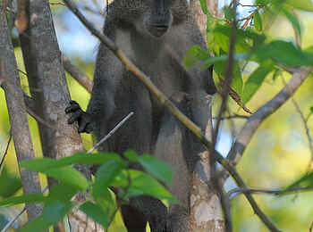 Vamizi Island: Affe im Wald