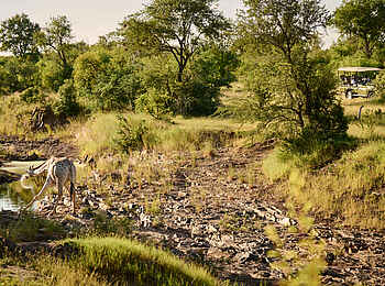 Victoria Falls River Lodge - Island Treehouse Suites: Eine Pirschfahrt mit Giraffensichtung Victoria Falls River Lodge - Island Treehouse Suites: Eine Pirschfahrt mit Giraffensichtung