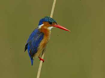 Vumbura Plains Camp: Malachite Kingfisher