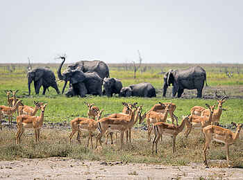 Wilderness Mokete Camp: Impalas und Elefanten