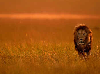 Entim Masai Mara: Löwe im Abendlicht