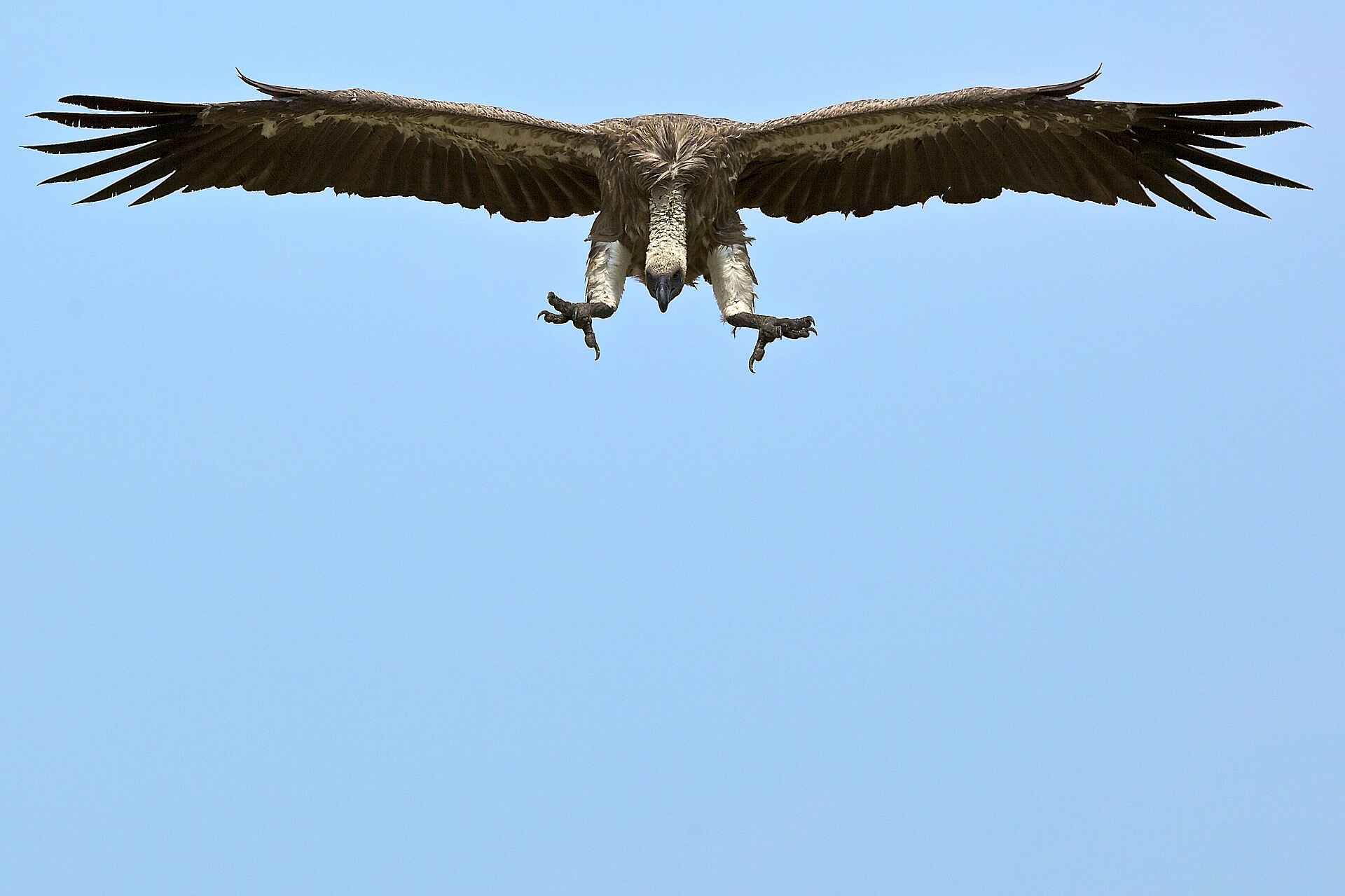 Konkamoya Lodge: White-backed Vulture - Gyps africanus Grifone dorsobianco - White-backed Vulture - Gyps africanus, Konkamoya Lodge, Game Drive, Kafue National Park, Lake Itezhi-Tezhi, Tiere, Vögel, Gyps africanus, White-backed Vulture, Afrikarma, Afrikarma Safaris, Afrikarma Safaris. Wildnis. Hautnah., Afrikarma.de