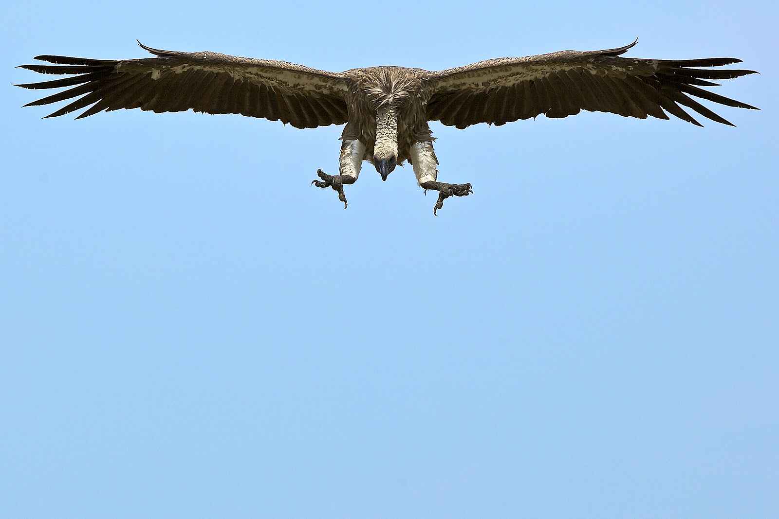 Konkamoya Lodge: White-backed Vulture - Gyps africanus Konkamoya Lodge: White-backed Vulture - Gyps africanus