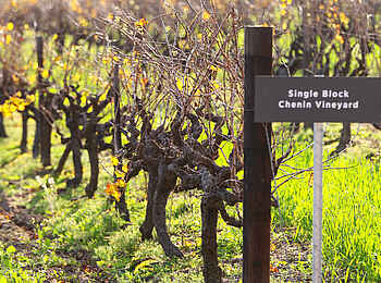 L'Avenir Country Lodge: Weinreben L'Avenir Country Lodge: Weinreben