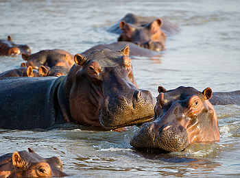 Lion Camp: Flusspferde in Nahaufnahme