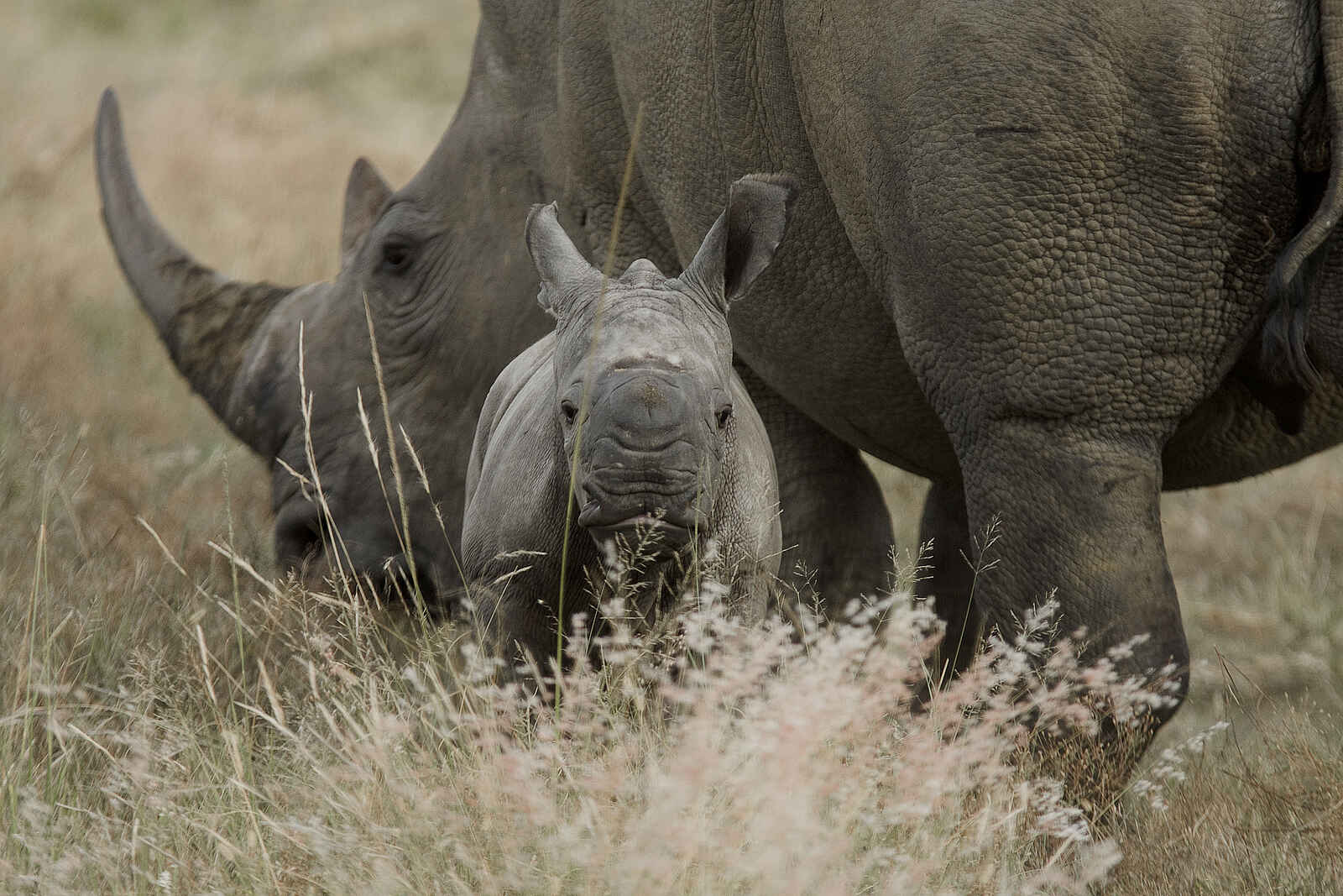 Makweti Safari Lodge: Ein Nashornbaby Makweti Safari Lodge: Ein Nashornbaby