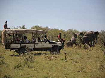 Mara Bushtops: Game Drive