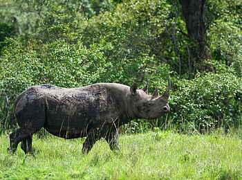 Naboisho Camp: Nashorn