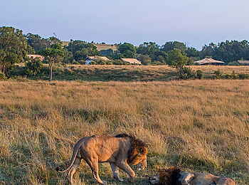 Porini Lion Camp: Löwenmännchen vor dem Camp Porini Lion Camp: Löwenmännchen vor dem Camp