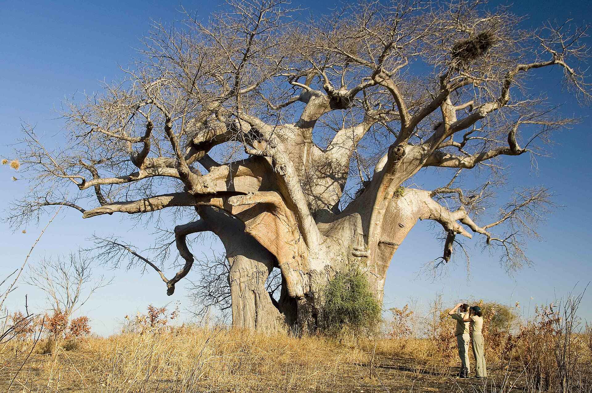 Baobab, Bewaffnete Wache, Geführte Buschwanderung, Luangwa, Luangwa River, Luangwa-Tal, Pirsch, Robin Pope Safaris, Safari, South Luangwa National Park, Walking Safari, Wildbeobachtung, Wildtiere, Zawa Guide, afrikarma, Afrikarma.de, RPS