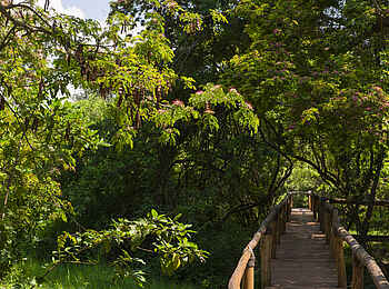 Ruzizi Tented Lodge: Die Bohlenwege im Schatten der Bäume und Sträucher