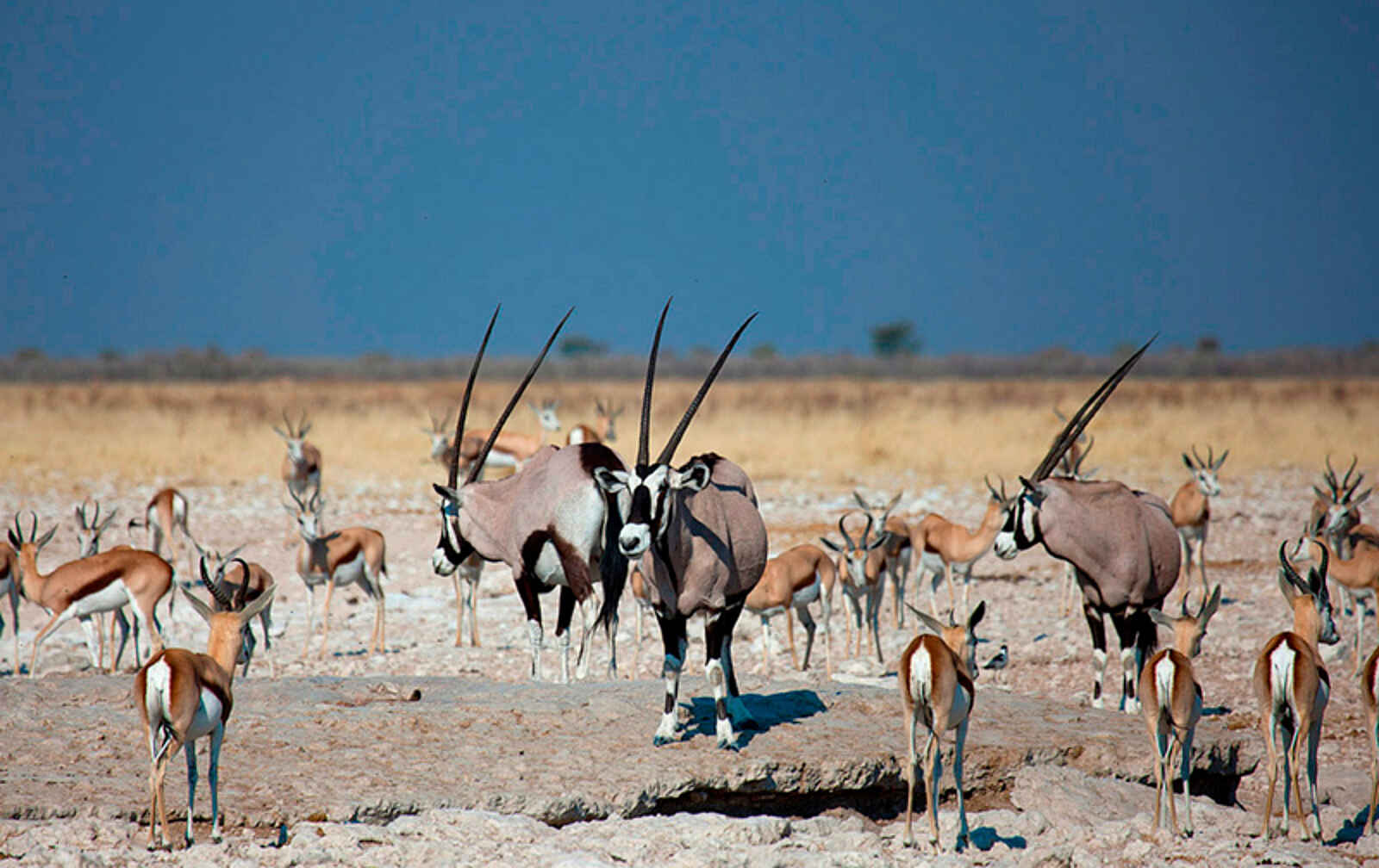 Taleni Etosha Village: Oryx-Antilopen beim Game Drive Taleni Etosha Village: Oryx-Antilopen beim Game Drive