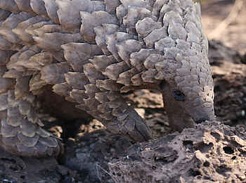 andBeyond Phinda Vlei Lodge: Pangolin