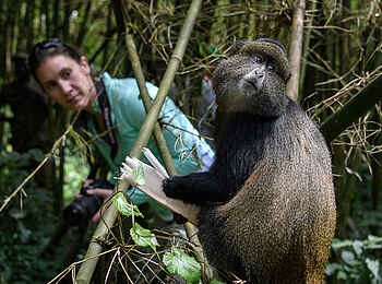 Bisate Lodge: Golden Monkey Trekking
