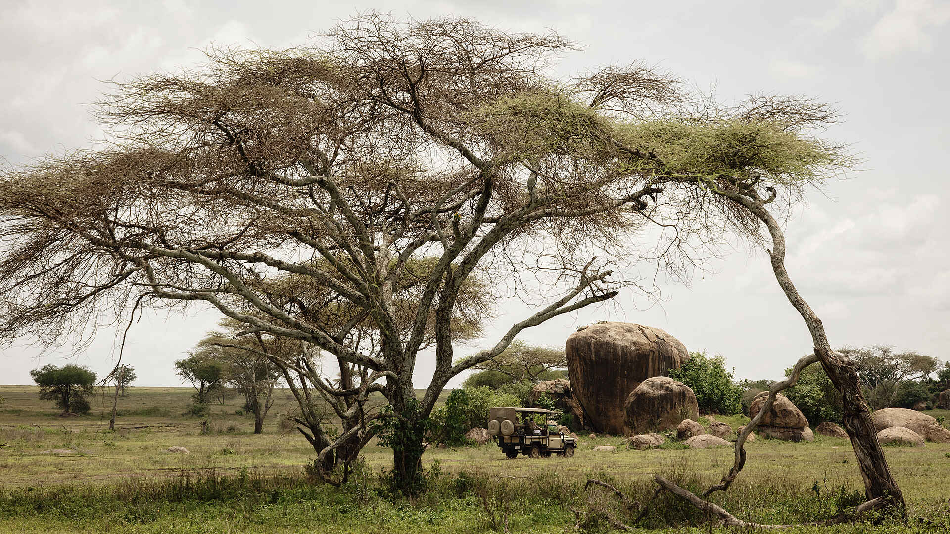 Charlie Serengeti Safari Camp: Pirschfahrt