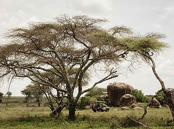 Charlie Serengeti Safari Camp: Pirschfahrt