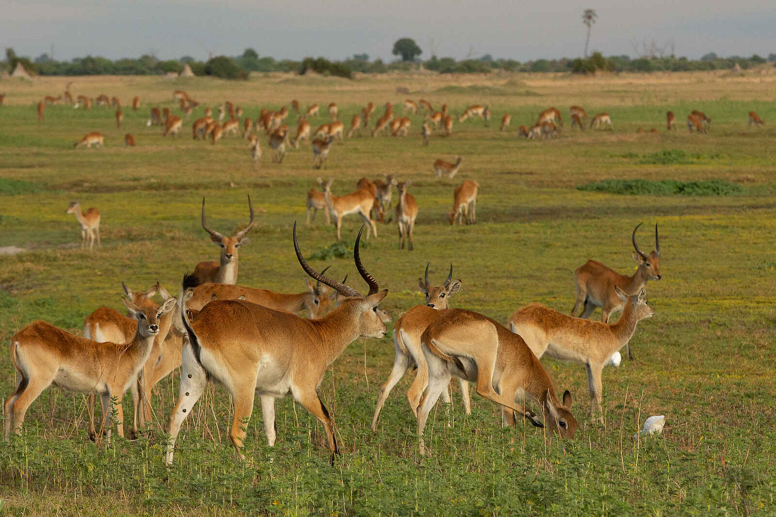 Duba Plains Camp: Lechwe Antilopen Duba Plains Camp: Lechwe Antilopen