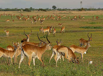 Duba Plains Camp: Lechwe Antilopen