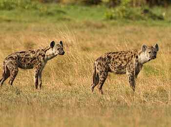 KaingU Safari Lodge: Tüpfelhyänen