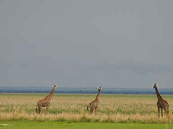 Katuma Bush Lodge: Fünf Giraffen im Busch