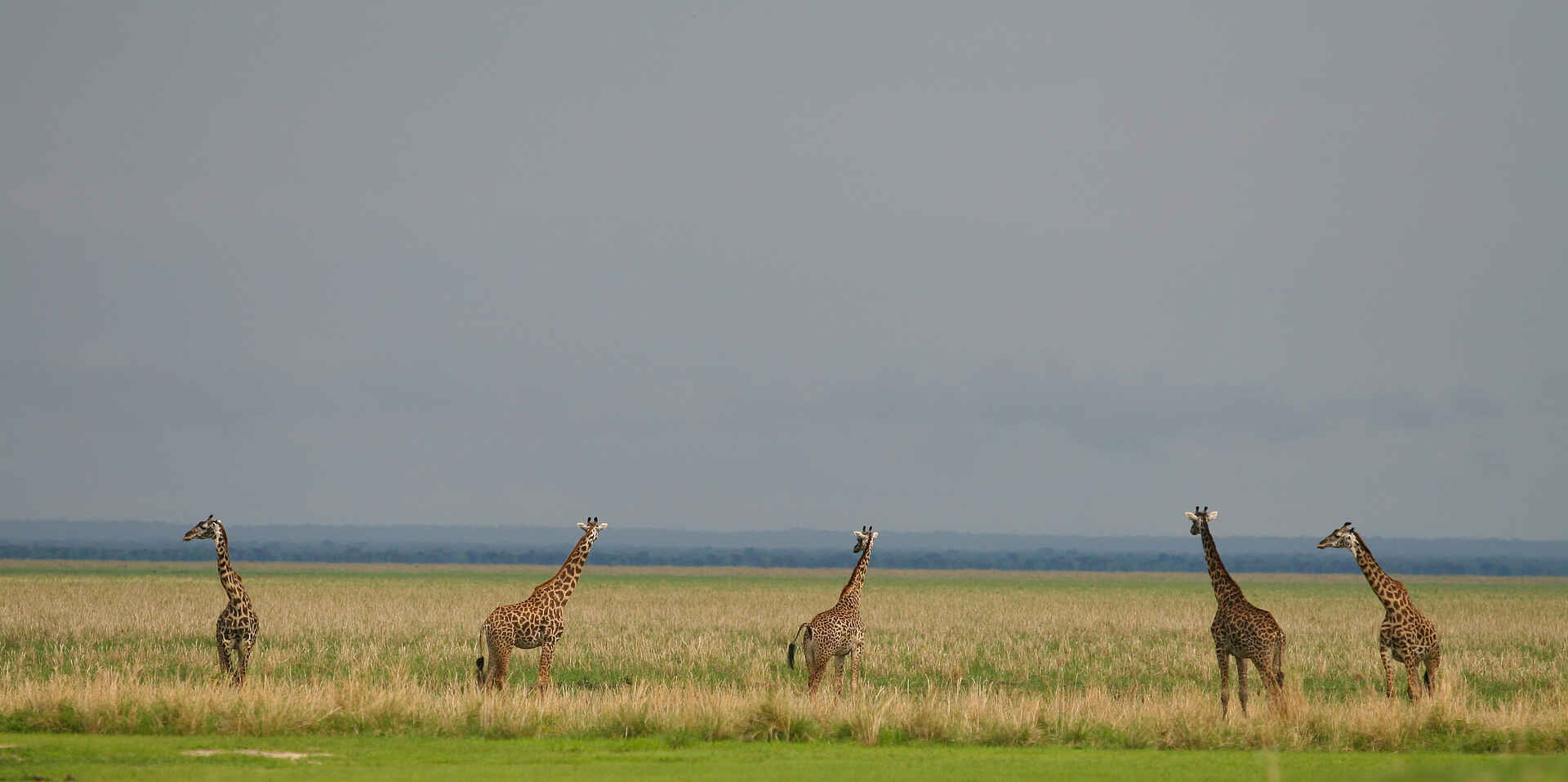 Katuma Bush Lodge: Fünf Giraffen im Busch Katuma Bush Lodge: Fünf Giraffen im Busch