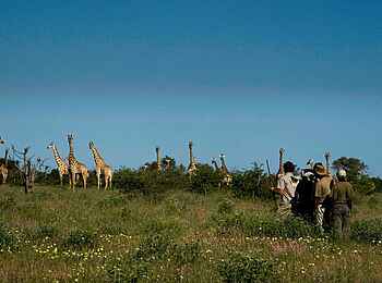 Kwapa Camp: Giraffen bei einer Wandersafari Kwapa Camp: Giraffen bei einer Wandersafari