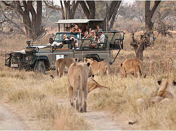 Little Machaba Camp: Löwen