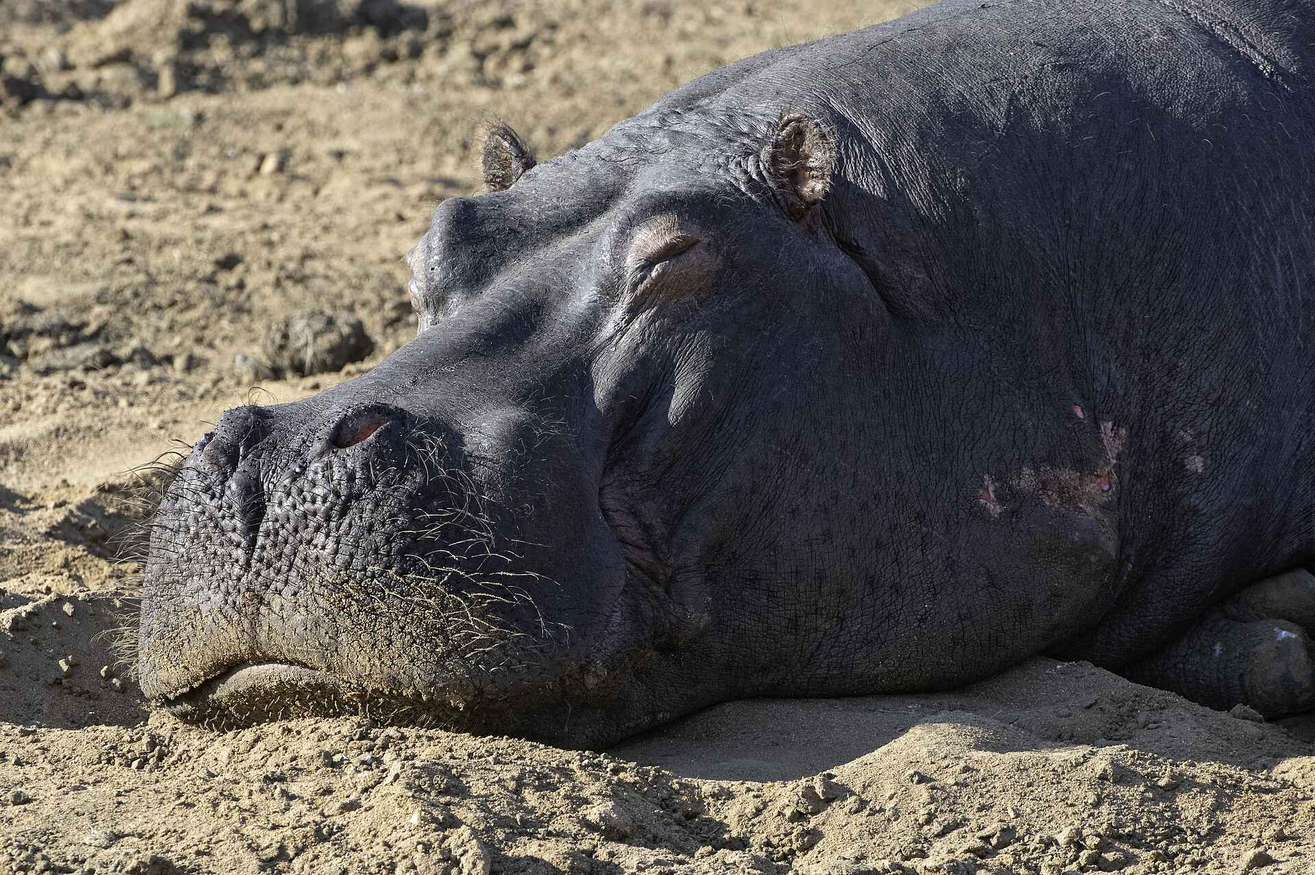 Little Saseka: Ein Nilpferd Little Saseka: Ein Nilpferd