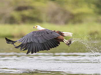 Loldia House: Seeadler