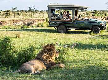 Mara Expedition Camp: Großer Löwe