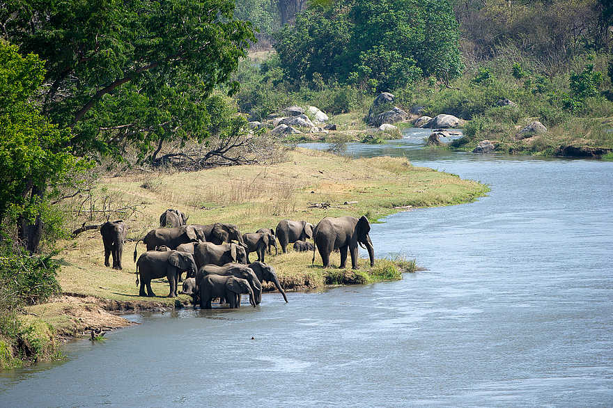 Mkulumadzi Lodge: Elefanten am Flussufer Mkulumadzi Lodge: Elefanten am Flussufer