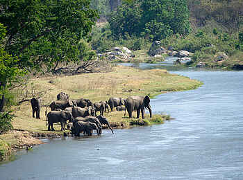 Mkulumadzi Lodge: Elefanten am Flussufer